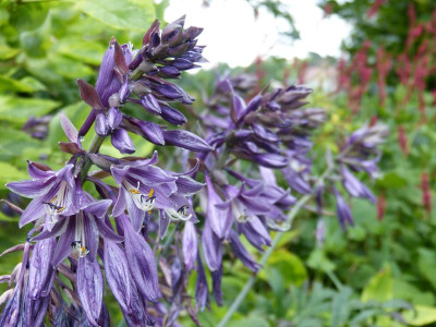 2016-08-10 Hosta 'Violetta'.jpg