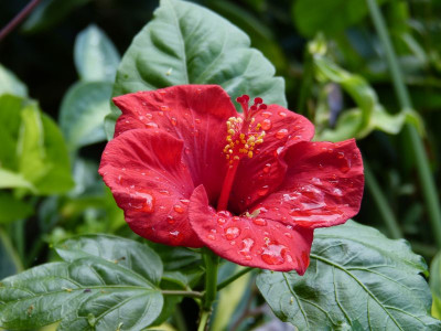 2016-08-10 Hibiscus.jpg