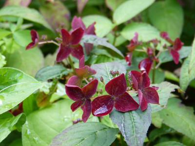 2016-08-10 Hydrangea serrata 'Hatsuhime'.jpg