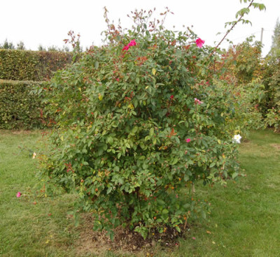 Mutabilis_0068_73.jpg