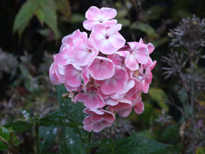 DSCF3373.JPG