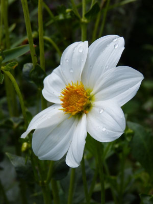 2016-08-10 Dahlie.jpg