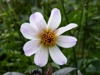 2016-08-10 Dahlie 'Bishop of Dover'.jpg