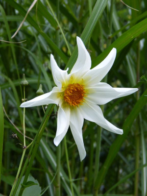2016-08-09 Dahlie Honka weiß.jpg