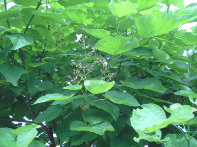 PICT1414.JPG