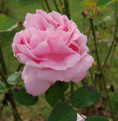 Baronne_Adolphe_de_Rotschild_0060_92.jpg