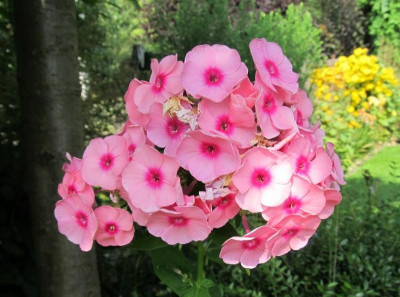 Phlox Landhochzeit maybe.jpg