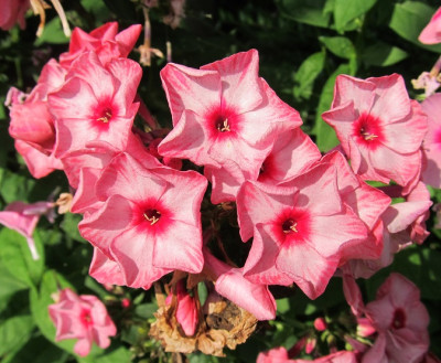 Phlox marmoriert.jpg