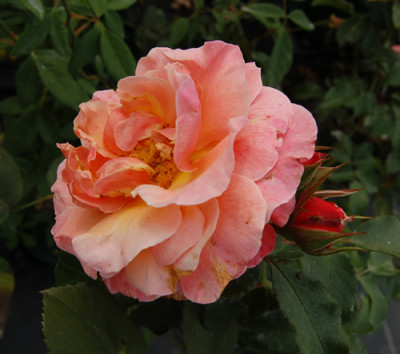 Bloomfield_Abundance_0072_93.jpg