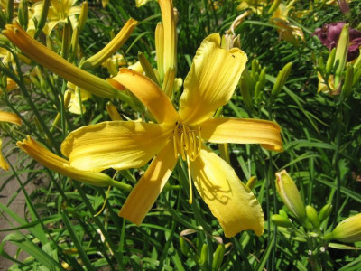 GT05-KL11.9 Jersey Spider X Curly Cinn Windmill_1281.jpg