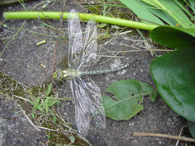 PICT1439.JPG
