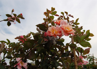 Clair_Matin_0076_90.jpg