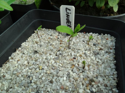 Lindera angustifolia Germination August 2016.JPG
