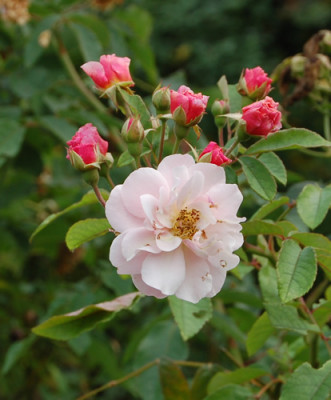 Cornelia_0097_93.jpg