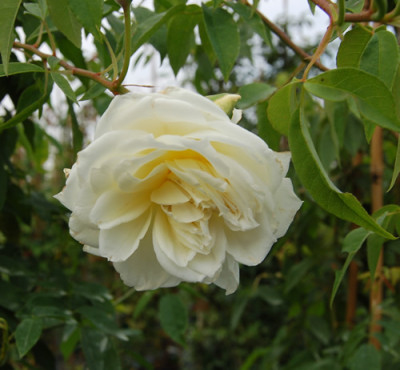 Lamarque_0085_91.jpg
