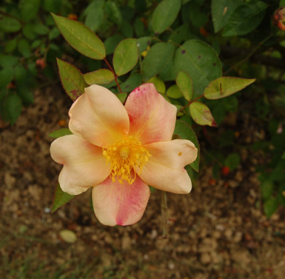 Mutabilis_0071_91.jpg