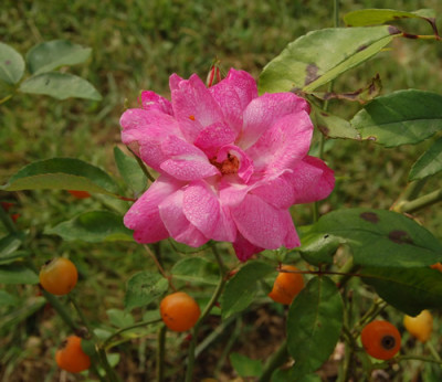 Old_Blush_0044_89.jpg