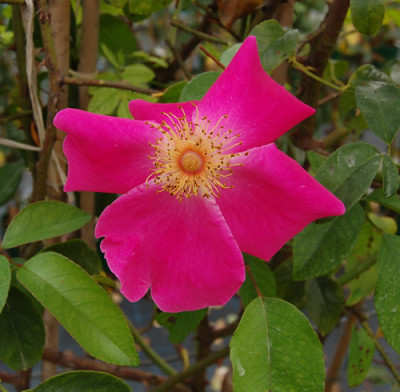 Rosa_amenonoides_Ramona_0083_88.jpg