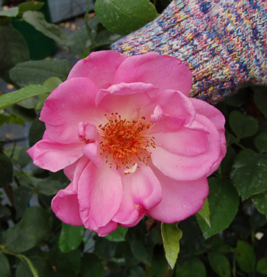 Senateur_Amic_0087_87.jpg