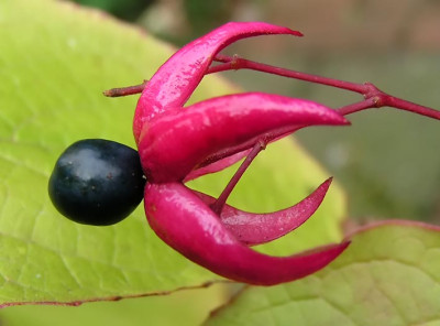 Clerodendrum.jpg