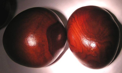 Aesculus_flavaRuck.JPG