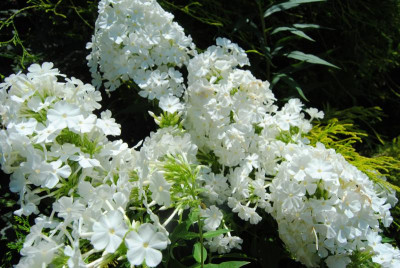 august 009.jpg