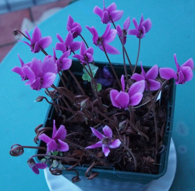 dunkles Cyclamen nach Beh..jpg