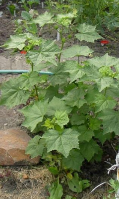 20040629_kitaibelia_vitifolia.jpg