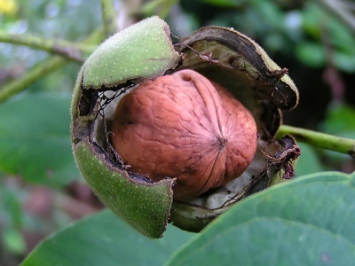 Juglans_nigra.jpg