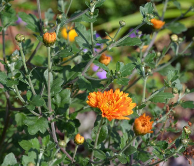 Chrysanthemum-DixterOrange.16-1.jpg