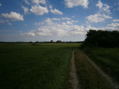 Wemdinger Ried 065.JPG