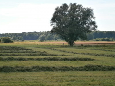 Wemdinger Ried 060.JPG