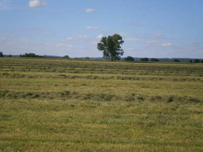 Wemdinger Ried 039.JPG