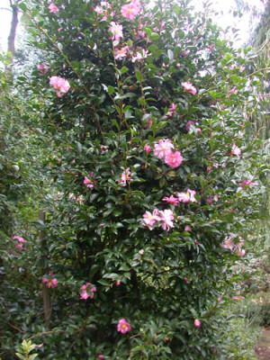 Camellia_japonica_30238_76.jpg