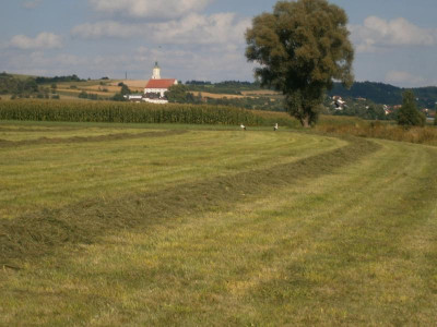 Wemdinger Ried 046.JPG