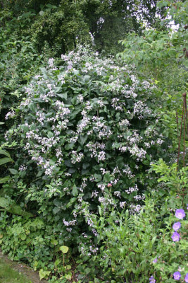 Cl.jouiniana Praecox0110b.jpg