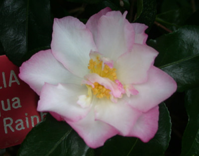 Camellia_sasanqua_Double_Rain_30234_94.jpg