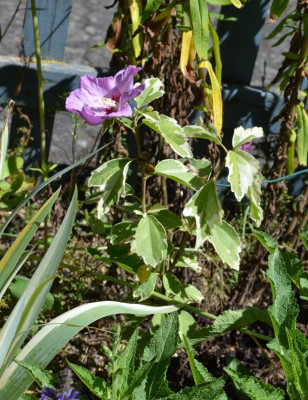 Hibiscus_syriacus-Mehanii.16-2.jpg