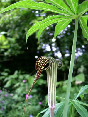 06150055_eArisaema_ciliatum_var_liubaense.JPG