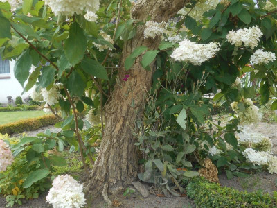 HydrangeaStamm.JPG