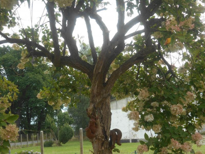 HydrangeaÄste.JPG