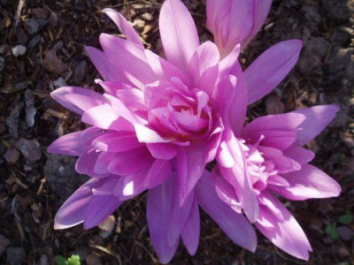 waterlily.jpg