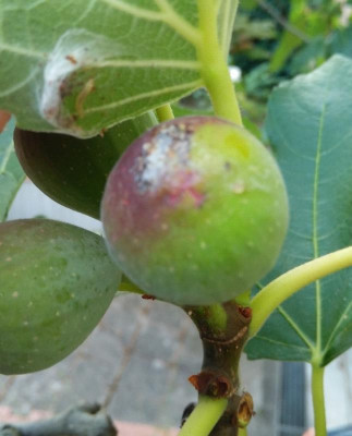 Negr_HomFicus_150816.jpg