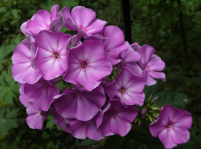 232_Groob rosa_Ga_P1140360.JPG