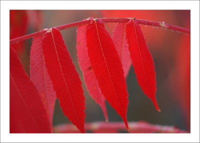 Rhus_3_15-10-2006.jpg