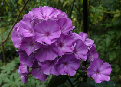 232_Groob rosa_Ga_P1140374.JPG