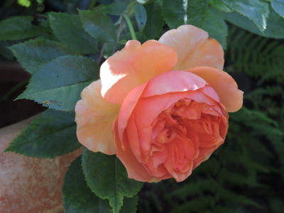DSCN5556.JPG
