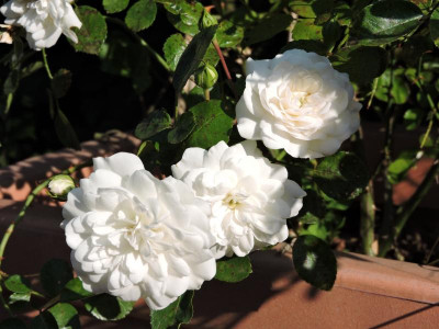 DSCN5569.JPG