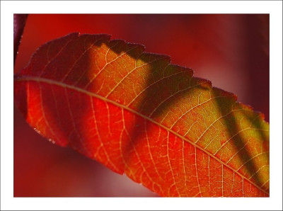 Rhus_4_15-10-2006.jpg