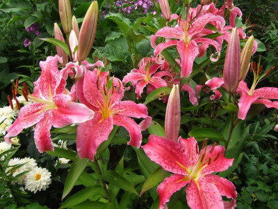 Lilien.jpg